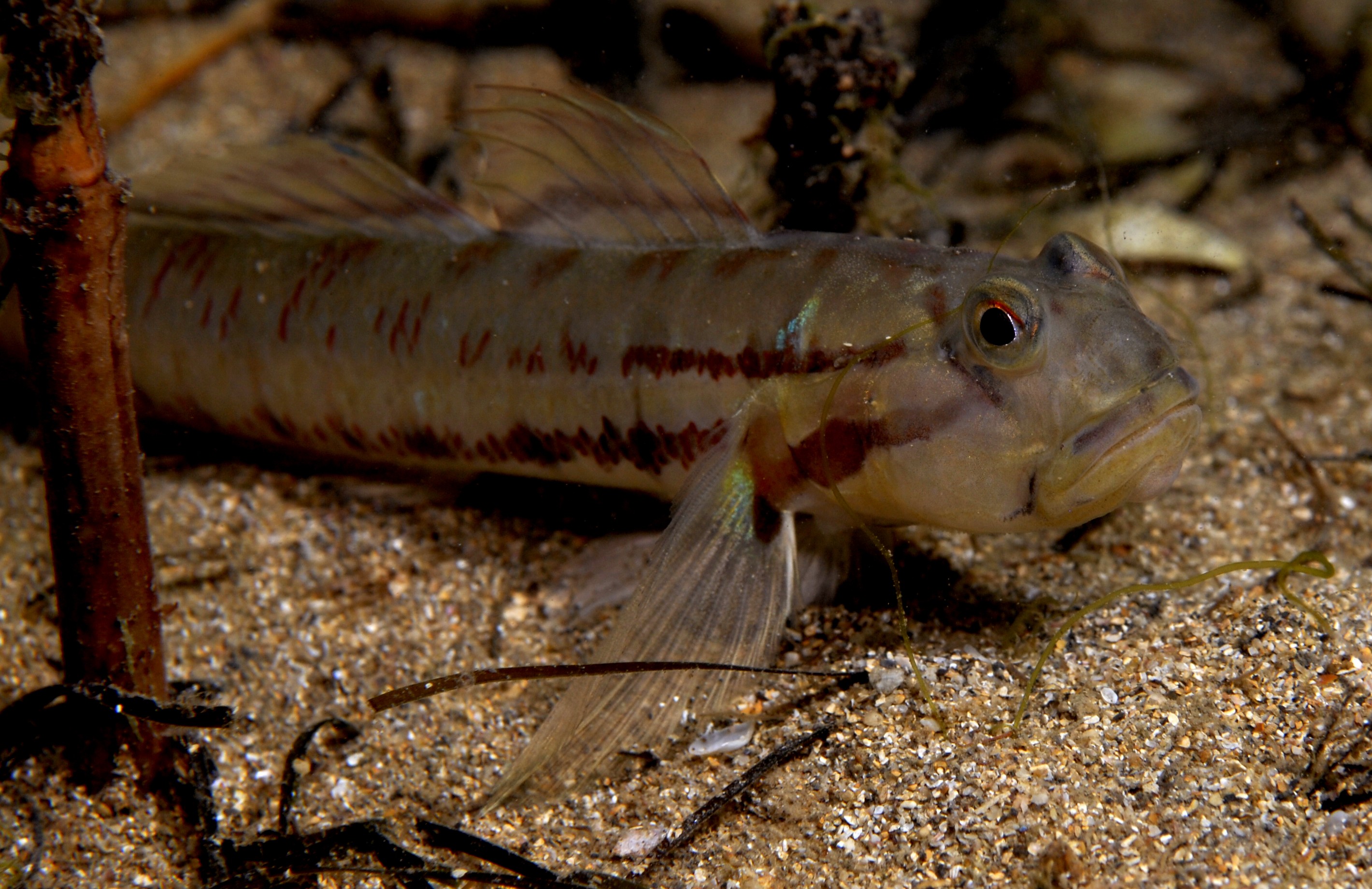 _JFG5370_2 – crispin, nz, new, zealand, new zealand, aug16_cm, Australian, bridled, goby, Arenigobius, bifrenatus, introduced, pest,